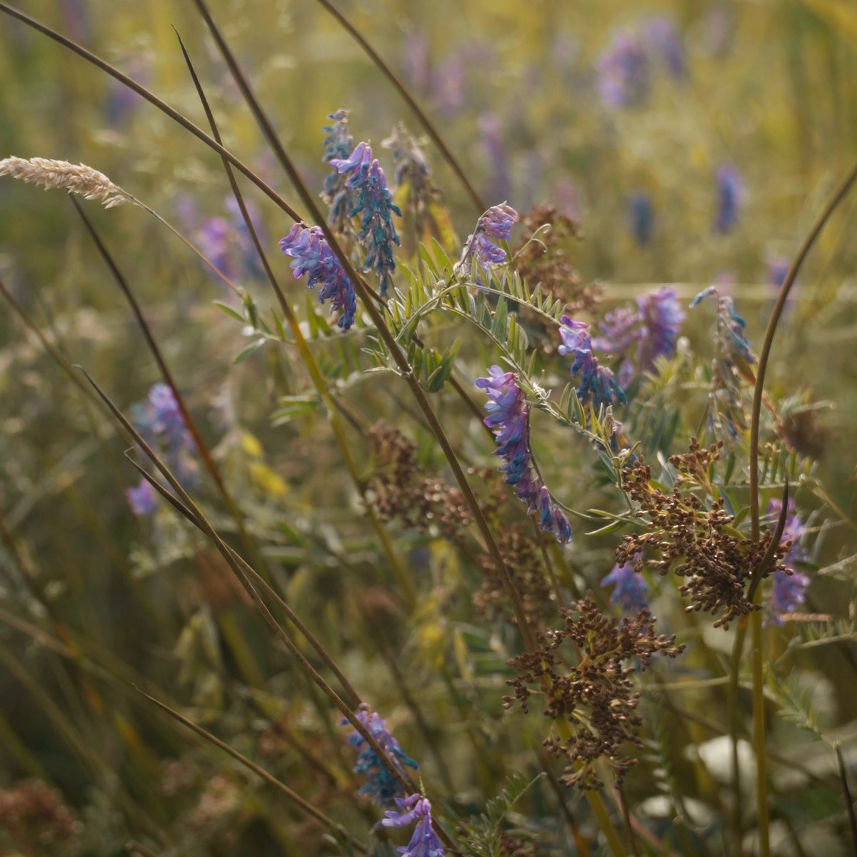 Macro of wildflowers in the meadow grass